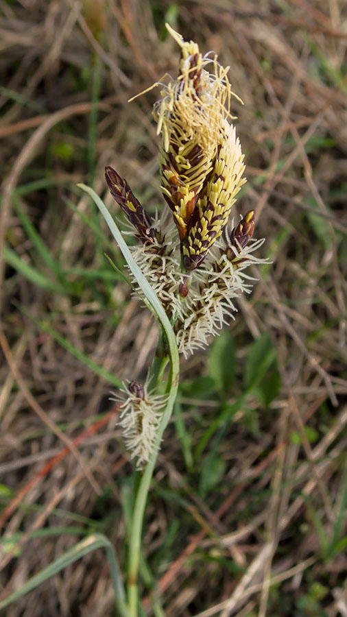 Carex flacca / Carice glauca